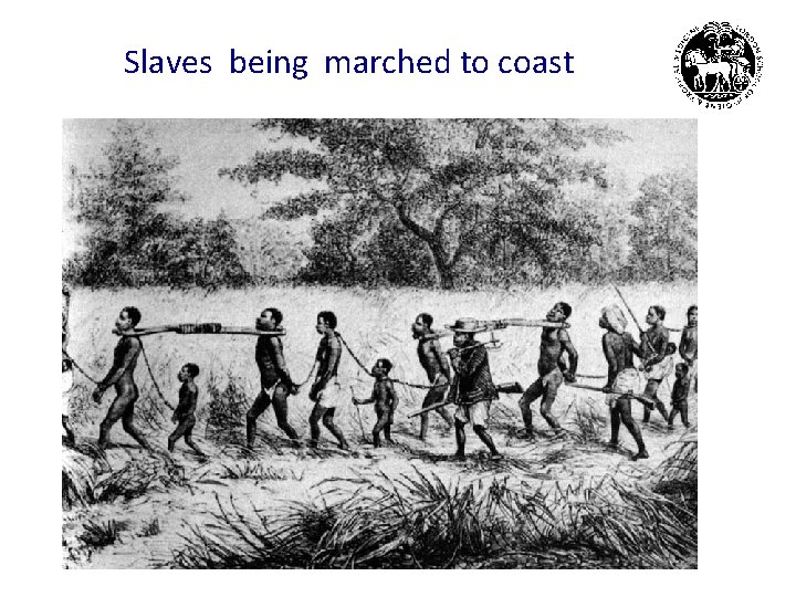 Slaves being marched to coast 
