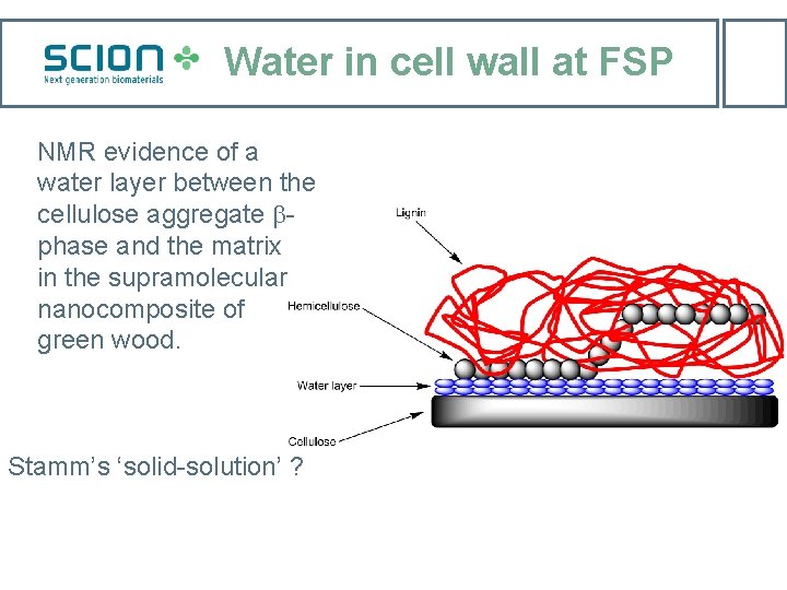 Water in cell wall at FSP NMR evidence of a water layer between the