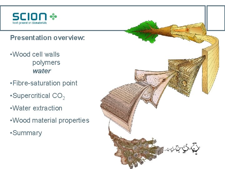 Presentation overview: • Wood cell walls polymers water • Fibre-saturation point • Supercritical CO