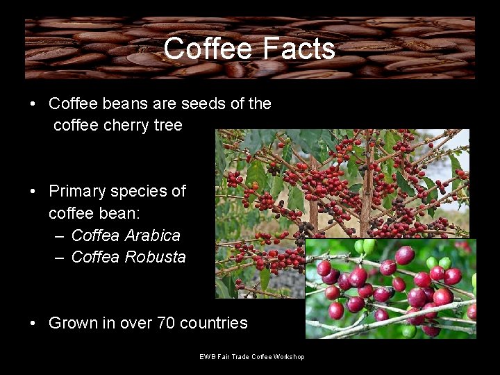 Coffee Facts • Coffee beans are seeds of the coffee cherry tree • Primary