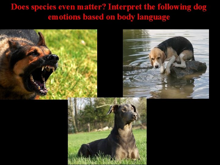 Does species even matter? Interpret the following dog emotions based on body language 