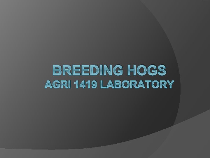 BREEDING HOGS AGRI 1419 LABORATORY 