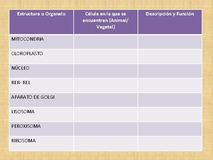 Estructura u Organelo MITOCONDRIA CLOROPLASTO NÚCLEO RER- REL APARATO DE GOLGI LISOSOMA PEROXISOMA RIBOSOMA
