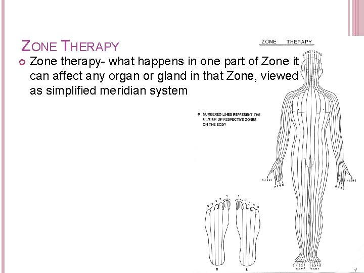 ZONE THERAPY Zone therapy- what happens in one part of Zone it can affect