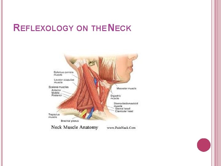 REFLEXOLOGY ON THE NECK 