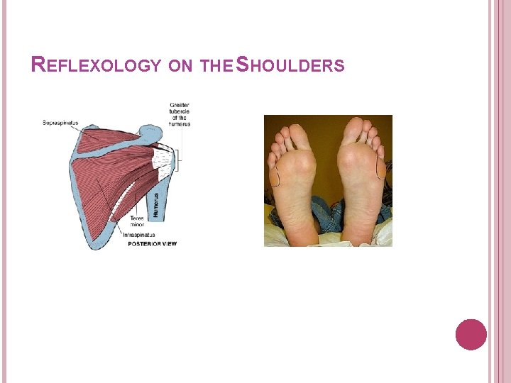 REFLEXOLOGY ON THE SHOULDERS 