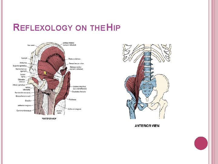 REFLEXOLOGY ON THE HIP 