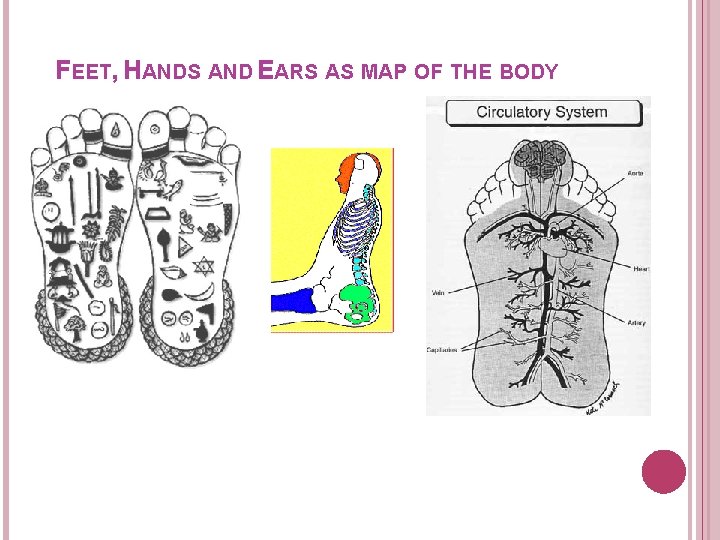 FEET, HANDS AND EARS AS MAP OF THE BODY 