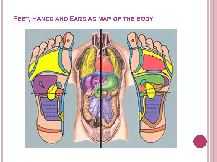 FEET, HANDS AND EARS AS MAP OF THE BODY 