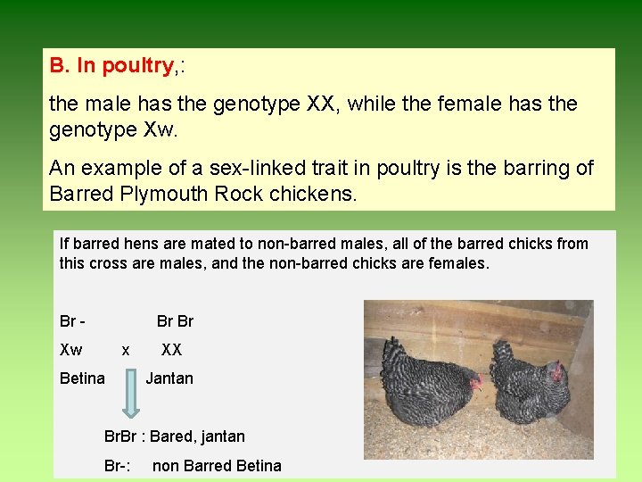 B. In poultry, : the male has the genotype XX, while the female has