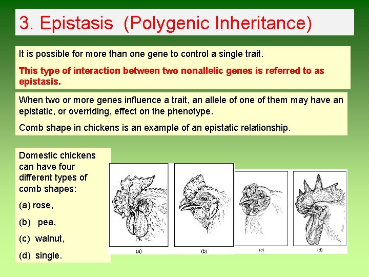 3. Epistasis (Polygenic Inheritance) It is possible for more than one gene to control