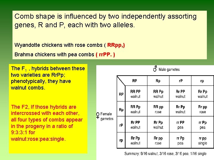 Comb shape is influenced by two independently assorting genes, R and P, each with