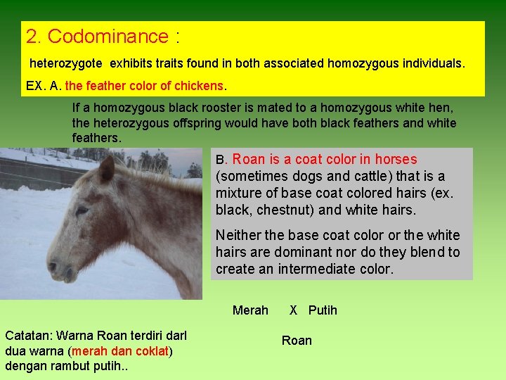 2. Codominance : heterozygote exhibits traits found in both associated homozygous individuals. EX. A.