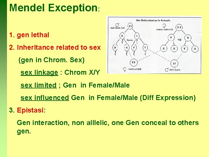 Mendel Exception: 1. gen lethal 2. Inheritance related to sex (gen in Chrom. Sex)