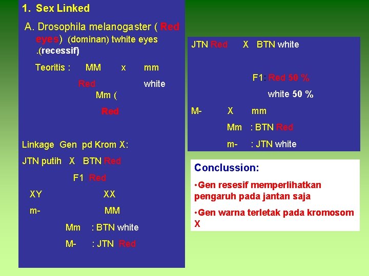 1. Sex Linked A. Drosophila melanogaster ( Red eyes) (dominan) twhite eyes. (recessif) Teoritis