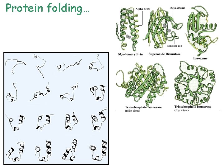 Protein folding… 