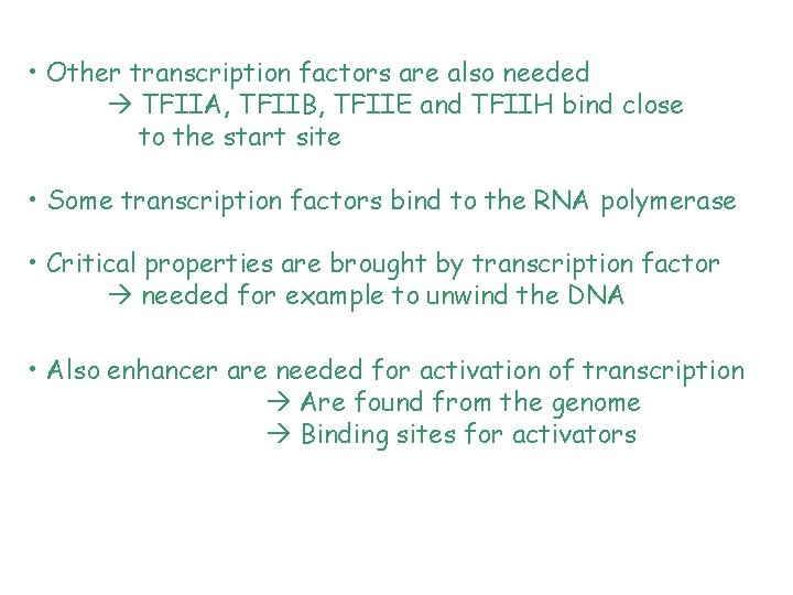  • Other transcription factors are also needed TFIIA, TFIIB, TFIIE and TFIIH bind
