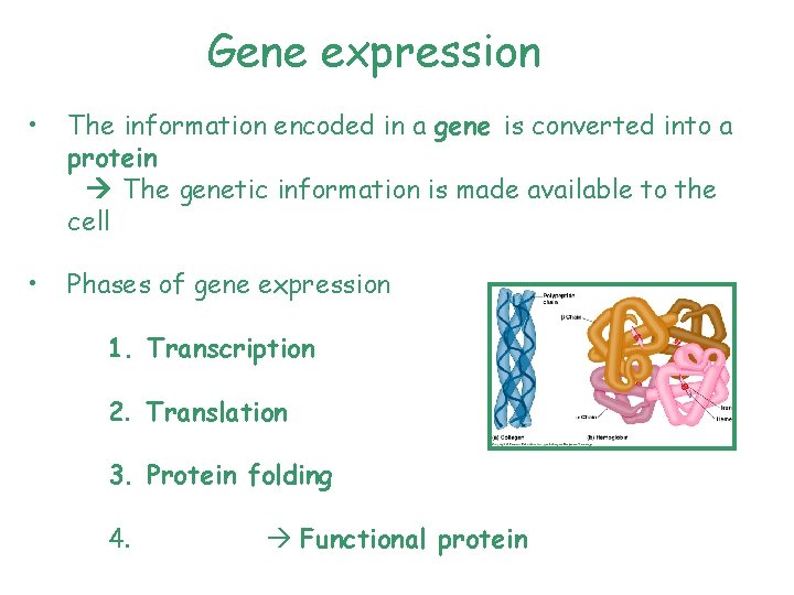 Gene expression • The information encoded in a gene is converted into a protein