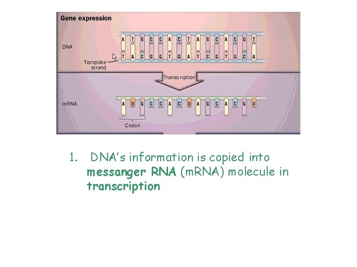 1. DNA’s information is copied into messanger RNA (m. RNA) molecule in transcription 