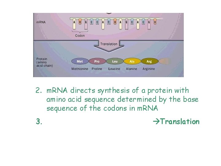 2. m. RNA directs synthesis of a protein with amino acid sequence determined by