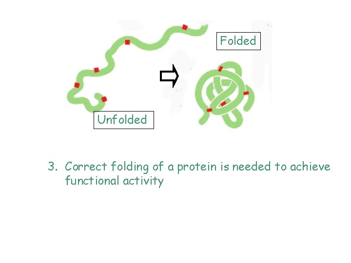 Folded Unfolded 3. Correct folding of a protein is needed to achieve functional activity