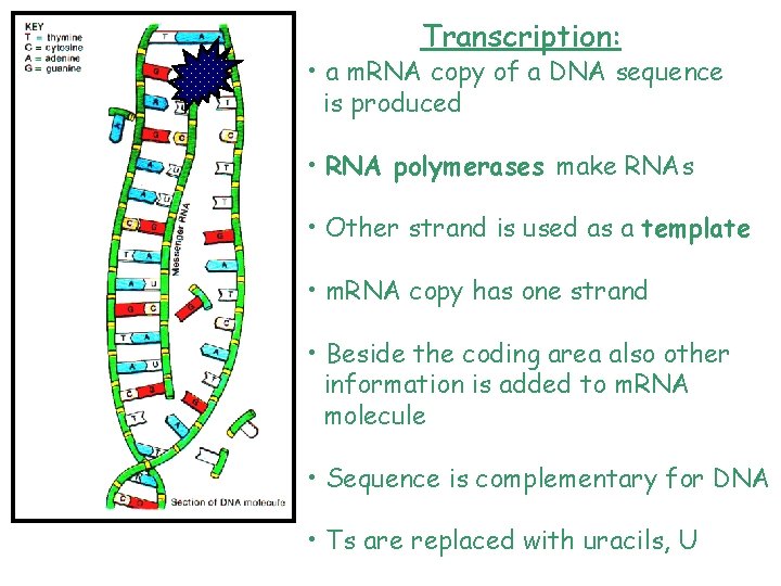 Transcription: • a m. RNA copy of a DNA sequence is produced • RNA