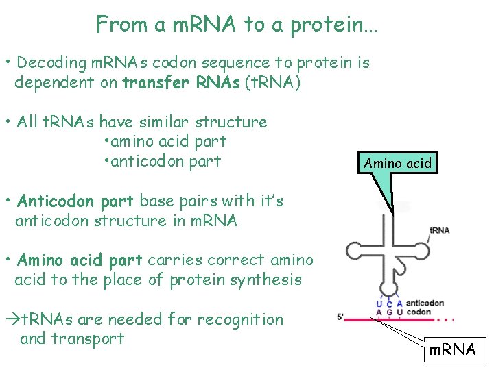 From a m. RNA to a protein… • Decoding m. RNAs codon sequence to