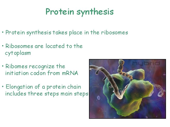 Protein synthesis • Protein synthesis takes place in the ribosomes • Ribosomes are located