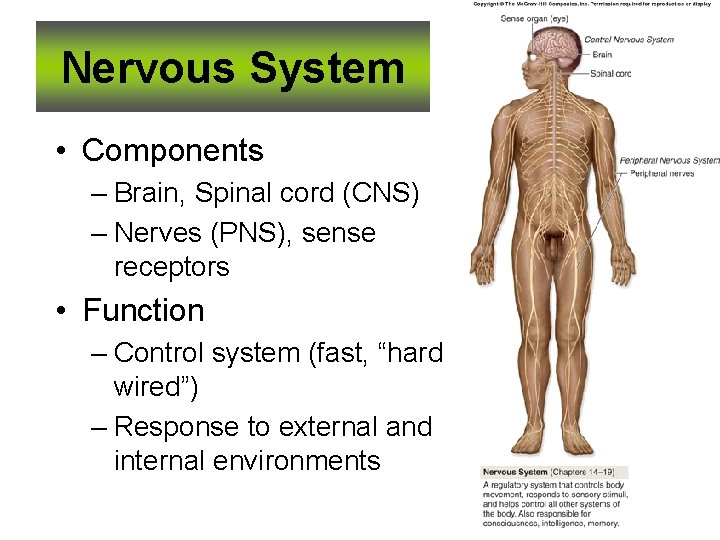 Nervous System • Components – Brain, Spinal cord (CNS) – Nerves (PNS), sense receptors