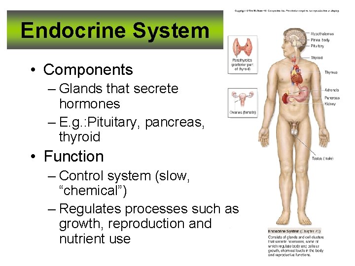 Endocrine System • Components – Glands that secrete hormones – E. g. : Pituitary,