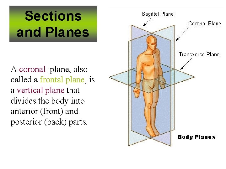 Sections and Planes A coronal plane, also called a frontal plane, is a vertical Sections and Planes A coronal plane, also called a frontal plane, is a vertical