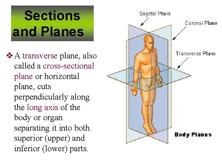Sections and Planes v A transverse plane, also called a cross-sectional plane or horizontal Sections and Planes v A transverse plane, also called a cross-sectional plane or horizontal