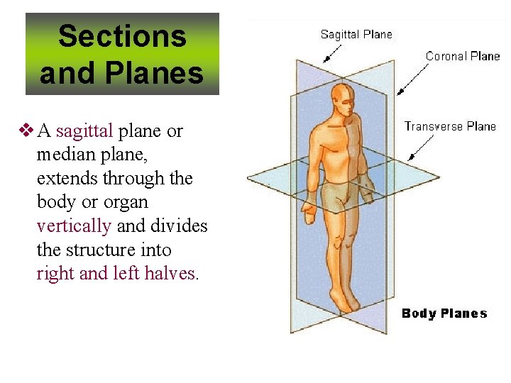 Sections and Planes v A sagittal plane or median plane, extends through the body