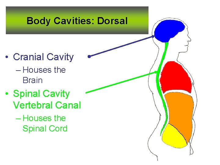 Body Cavities: Dorsal • Cranial Cavity – Houses the Brain • Spinal Cavity Vertebral Body Cavities: Dorsal • Cranial Cavity – Houses the Brain • Spinal Cavity Vertebral