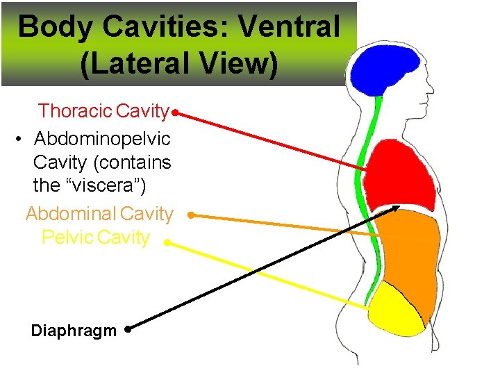 Body Cavities: Ventral (Lateral View) Thoracic Cavity • Abdominopelvic Cavity (contains the “viscera”) Abdominal Body Cavities: Ventral (Lateral View) Thoracic Cavity • Abdominopelvic Cavity (contains the “viscera”) Abdominal
