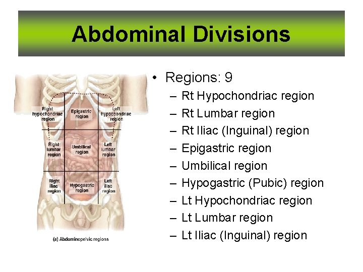 Abdominal Divisions • Regions: 9 – – – – – Rt Hypochondriac region Rt
