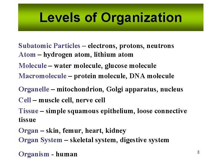 Levels of Organization Subatomic Particles – electrons, protons, neutrons Atom – hydrogen atom, lithium Levels of Organization Subatomic Particles – electrons, protons, neutrons Atom – hydrogen atom, lithium