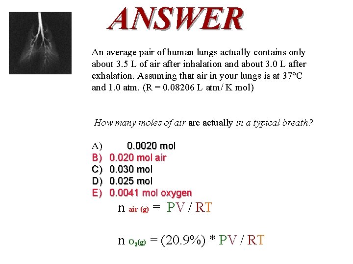 ANSWER An average pair of human lungs actually contains only about 3. 5 L