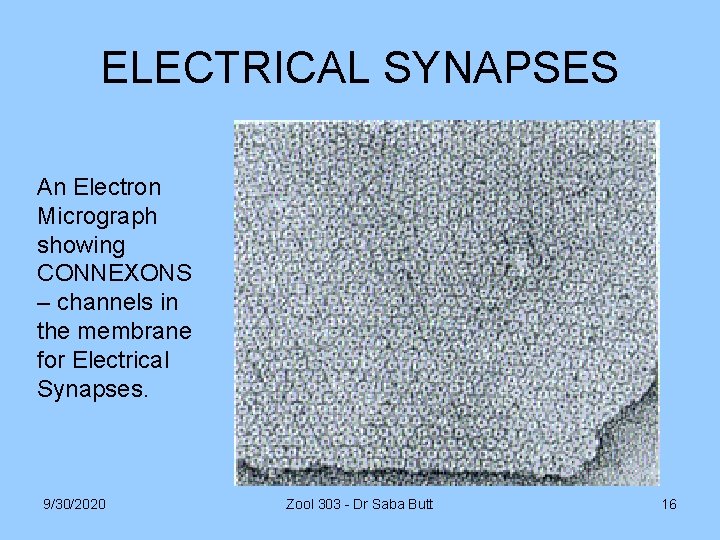 ELECTRICAL SYNAPSES An Electron Micrograph showing CONNEXONS – channels in the membrane for Electrical