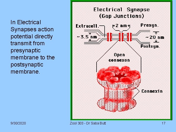 In Electrical Synapses action potential directly transmit from presynaptic membrane to the postsynaptic membrane.