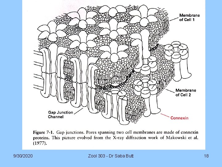 9/30/2020 Zool 303 - Dr Saba Butt 18 