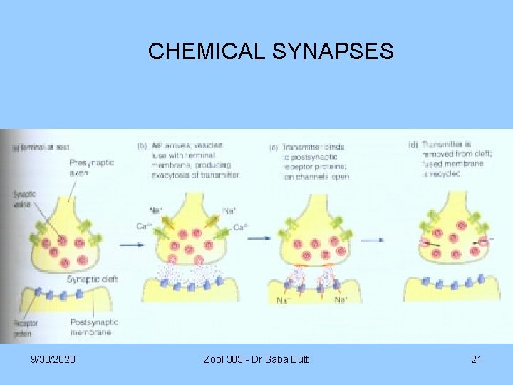 CHEMICAL SYNAPSES 9/30/2020 Zool 303 - Dr Saba Butt 21 