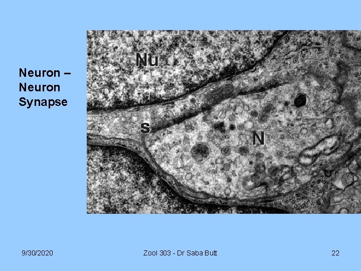 Neuron – Neuron Synapse 9/30/2020 Zool 303 - Dr Saba Butt 22 