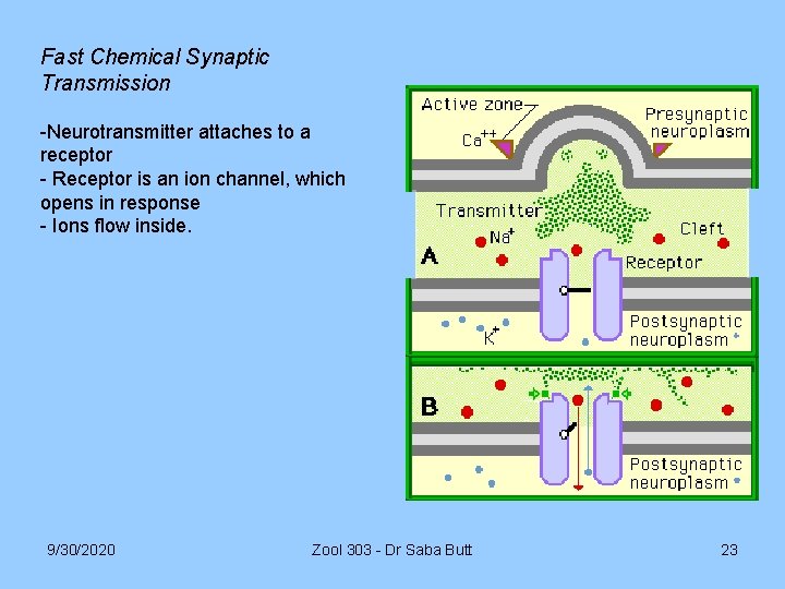 Fast Chemical Synaptic Transmission -Neurotransmitter attaches to a receptor - Receptor is an ion