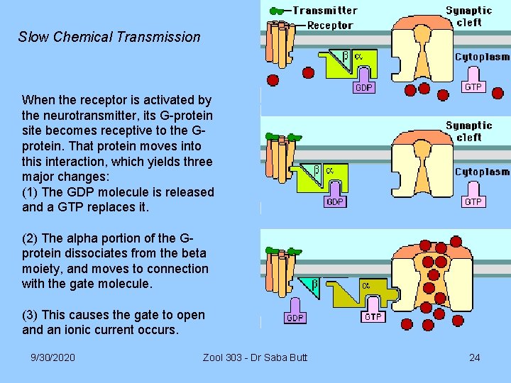 Slow Chemical Transmission When the receptor is activated by the neurotransmitter, its G-protein site