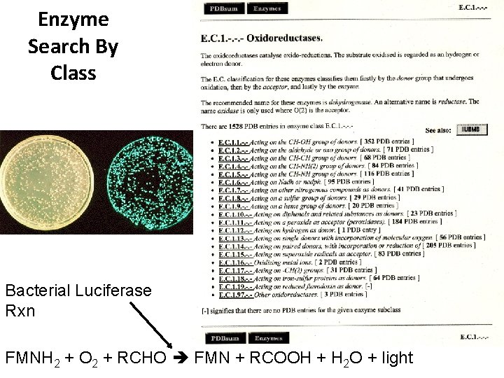 Enzyme Search By Class Bacterial Luciferase Rxn FMNH 2 + O 2 + RCHO