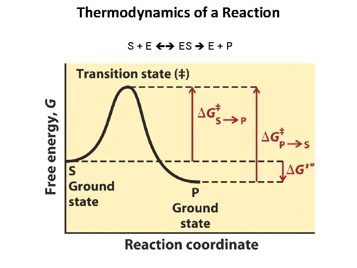 Thermodynamics of a Reaction S + E ES E + P 