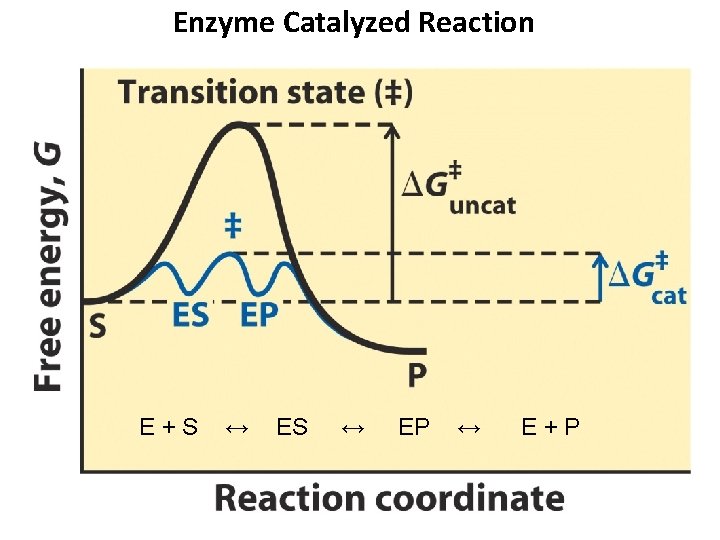 Enzyme Catalyzed Reaction E+S ↔ EP ↔ E+P 