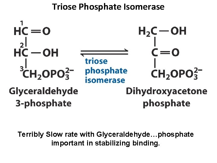 Triose Phosphate Isomerase Terribly Slow rate with Glyceraldehyde…phosphate important in stabilizing binding. 