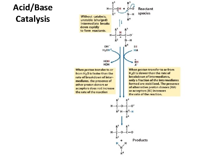 Acid/Base Catalysis 